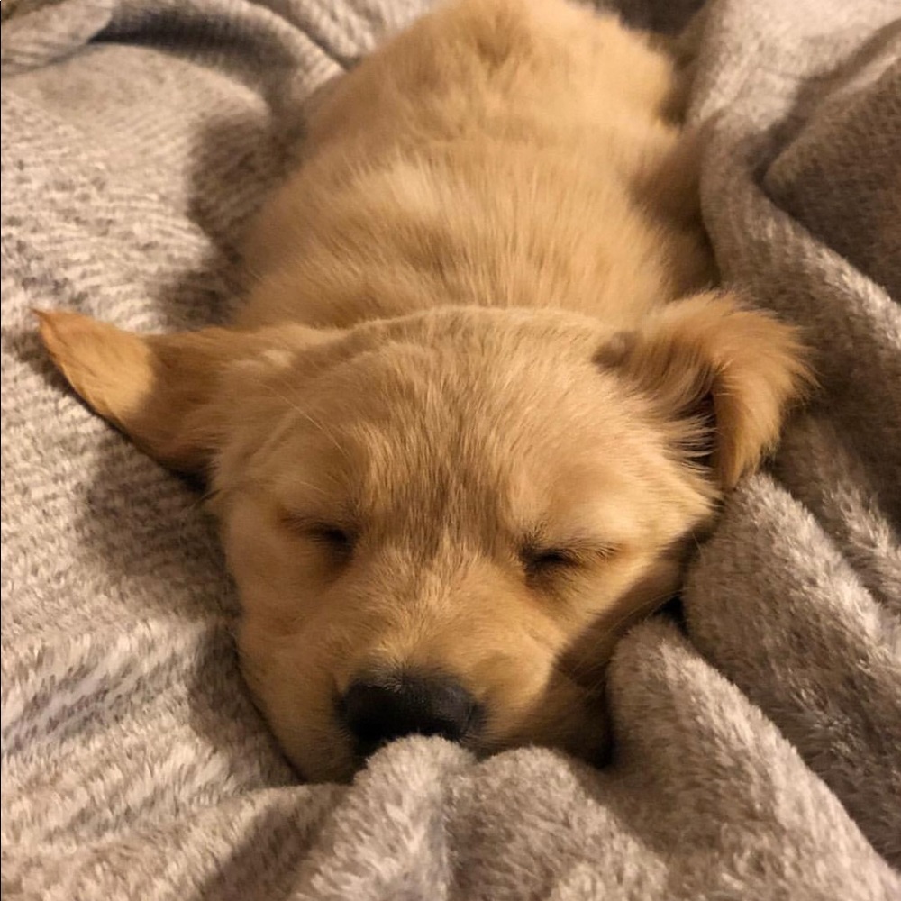 Meet your Posher, Dave